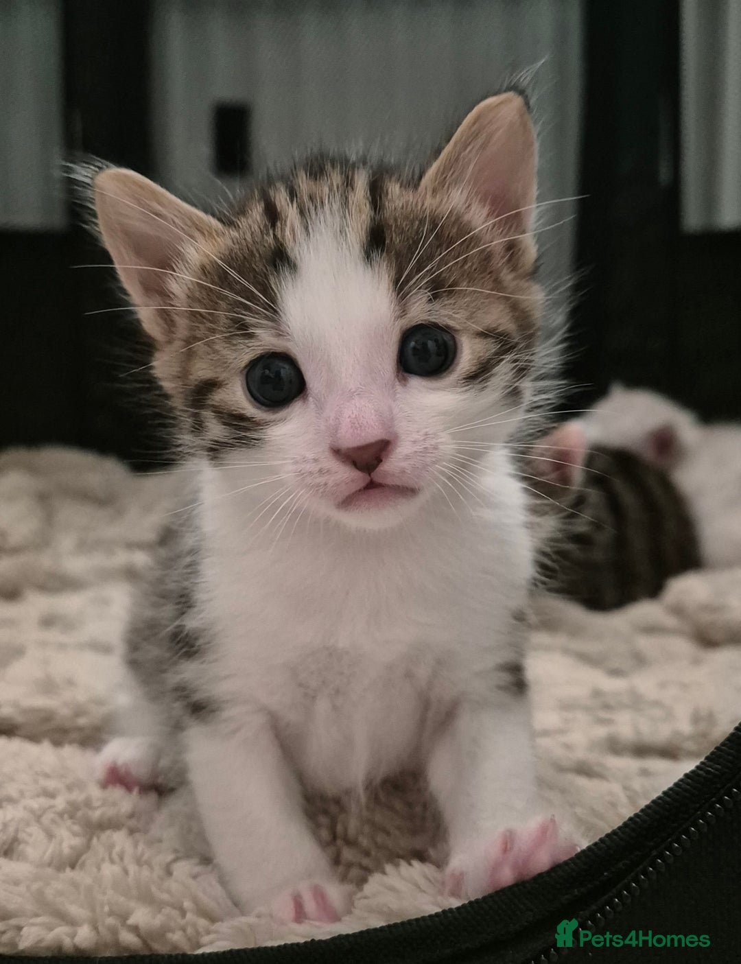 Bengal cats for sale: Bengal x kittens - Image 1