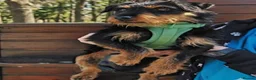 Mixed Breed dogs for adoption: Grace - Kill shelter surviver - Advert 3