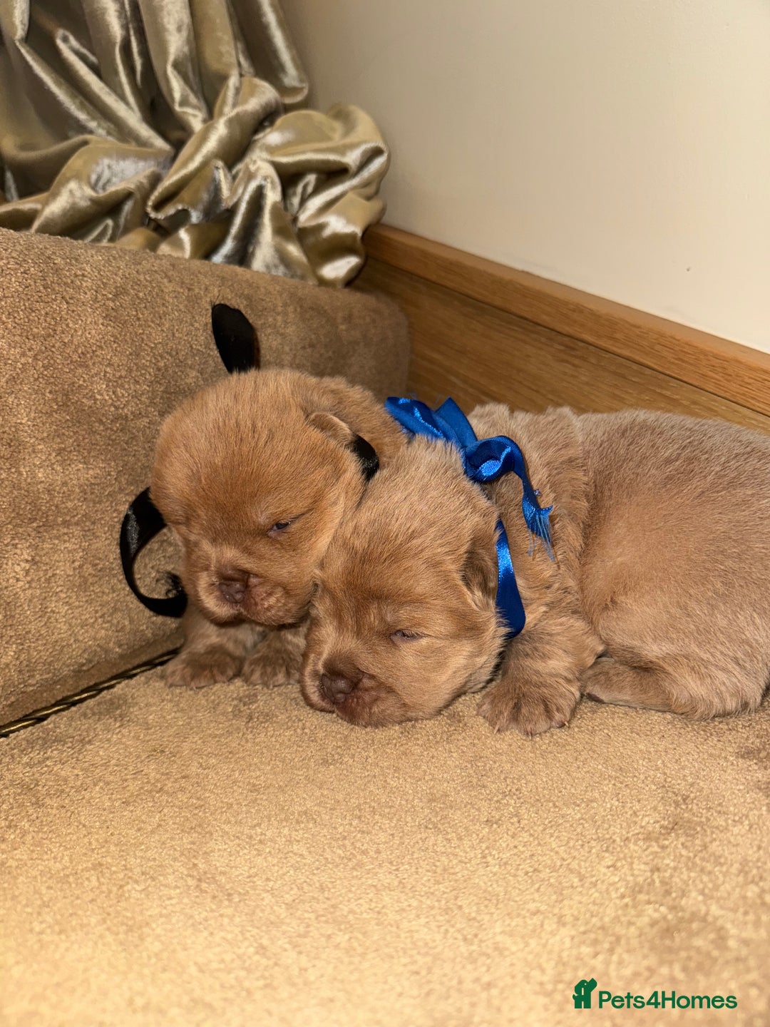 Chow Chow dogs for sale: Stunning kc reg puppies  - Advert 17