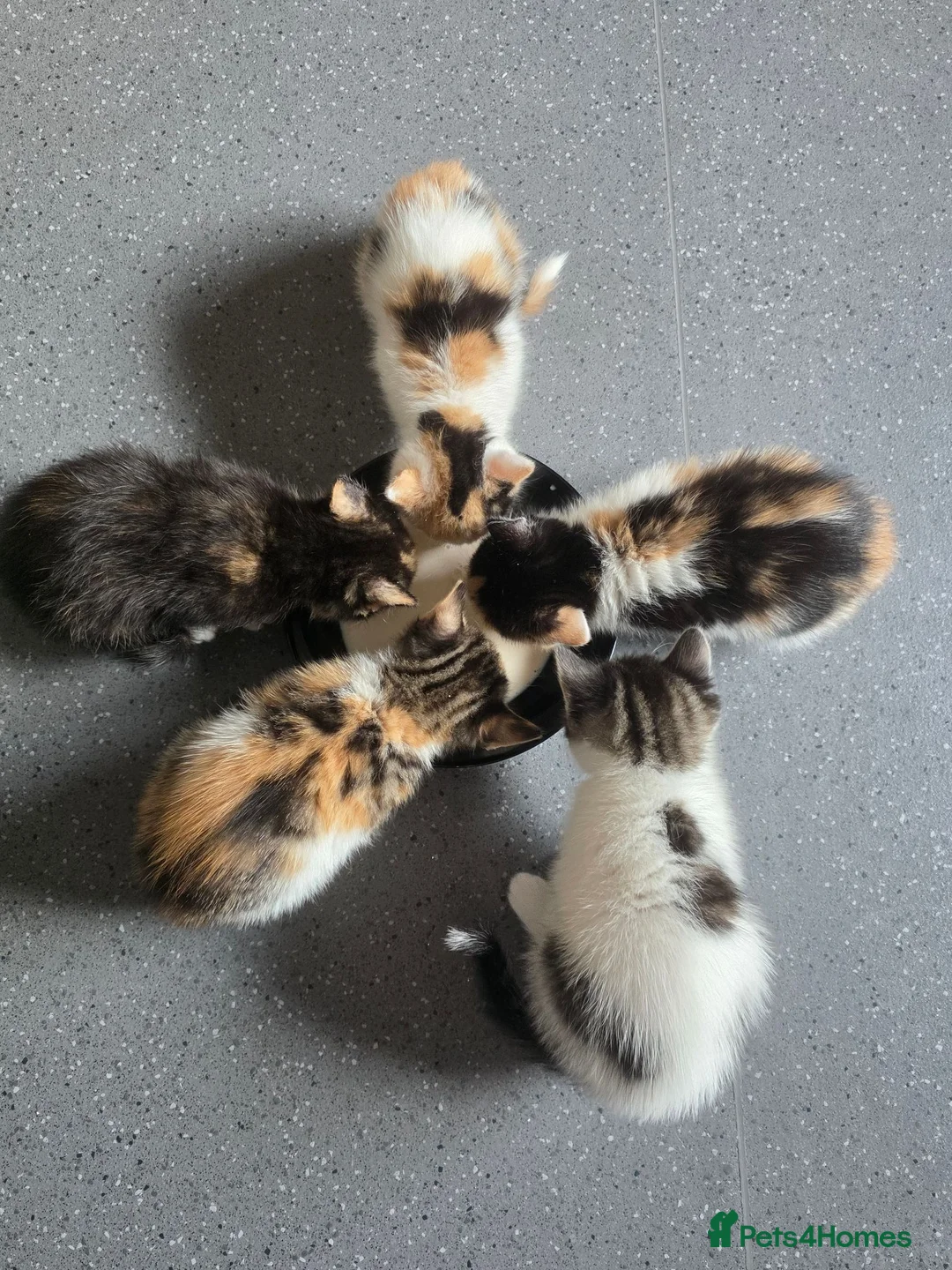 Bengal cats for sale: 4 beautiful kittens 🐾 in London - Advert 5