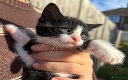 Mixed Breed cats for sale: 5 Gorgeous kittens available now - Image 29