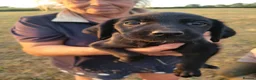 Mixed Breed dogs for sale: Labrador x sprocker puppies - Advert 11