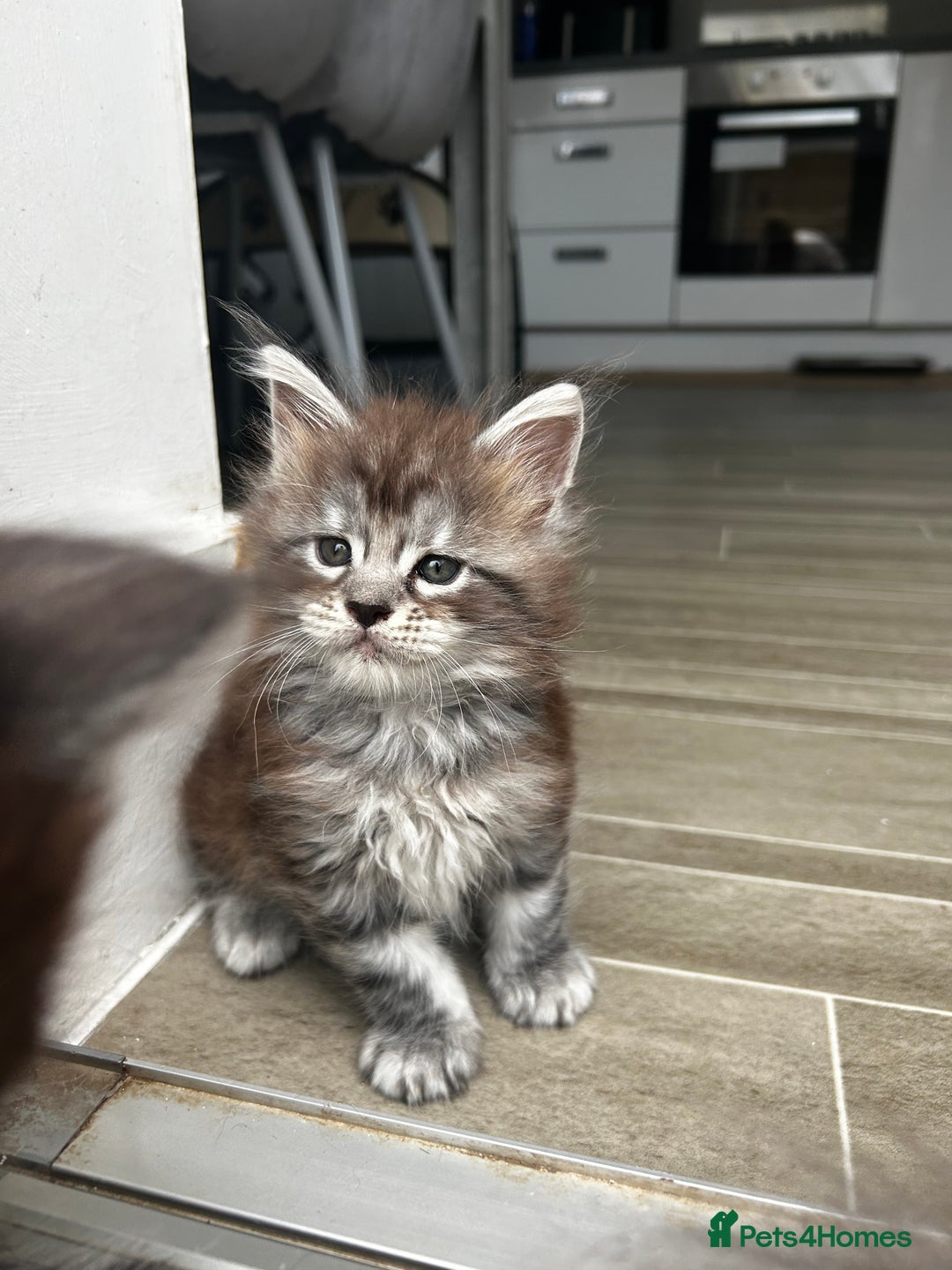 Maine Coon cats for sale: 2 xl tica active mainecoon kittens  - Image 13