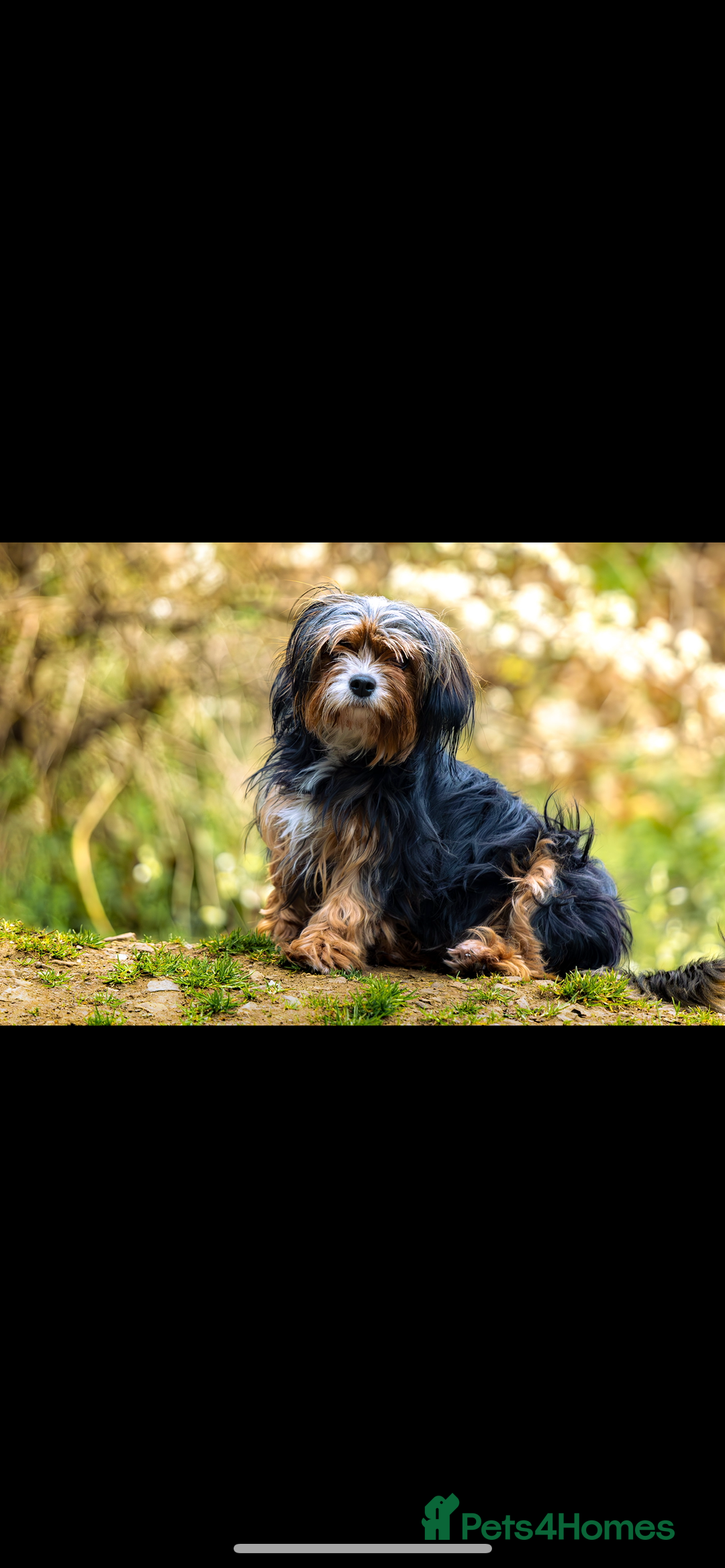 Cavapoo dogs for sale: Cavapoo - Advert 12