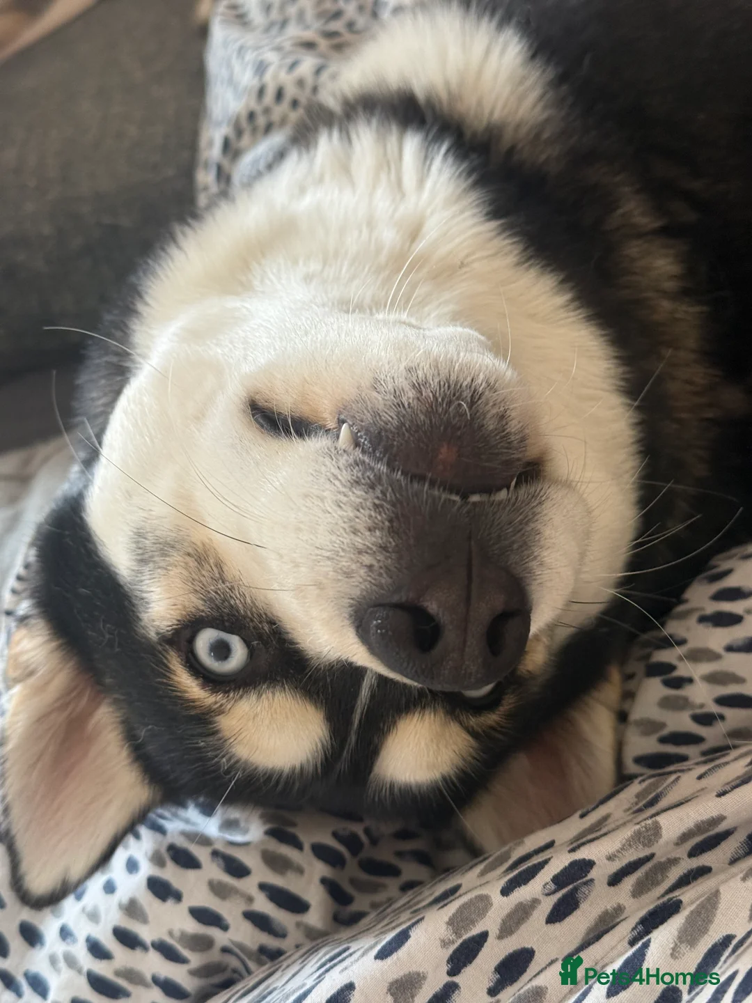 Siberian Husky dogs for sale: Meet Alfie the Husky 🐕💙 - Advert 11