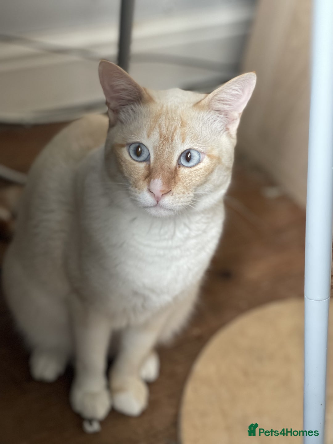 Siamese cats for sale: Ariel - Rescue Siamese - Image 24