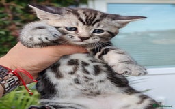 Mixed Breed cats for sale: Cute Bengal mix Kittens looking for loving homes🐱 - Image 18