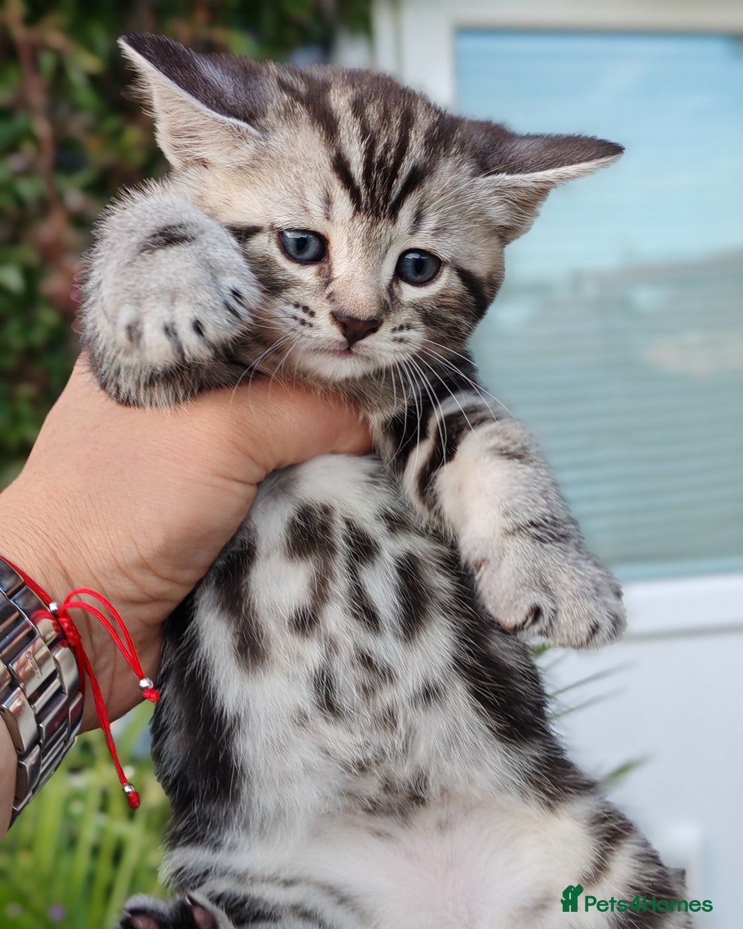 Mixed Breed cats for sale: Cute Bengal mix Kittens looking for loving homes🐱 - Image 18