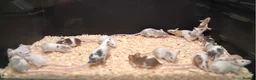 Mouse rodents for sale: Baby Mice Females  - Advert 6