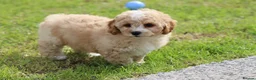 Cavapoochon dogs for sale: Beautiful Cavapoochon puppies for sale - Advert 16