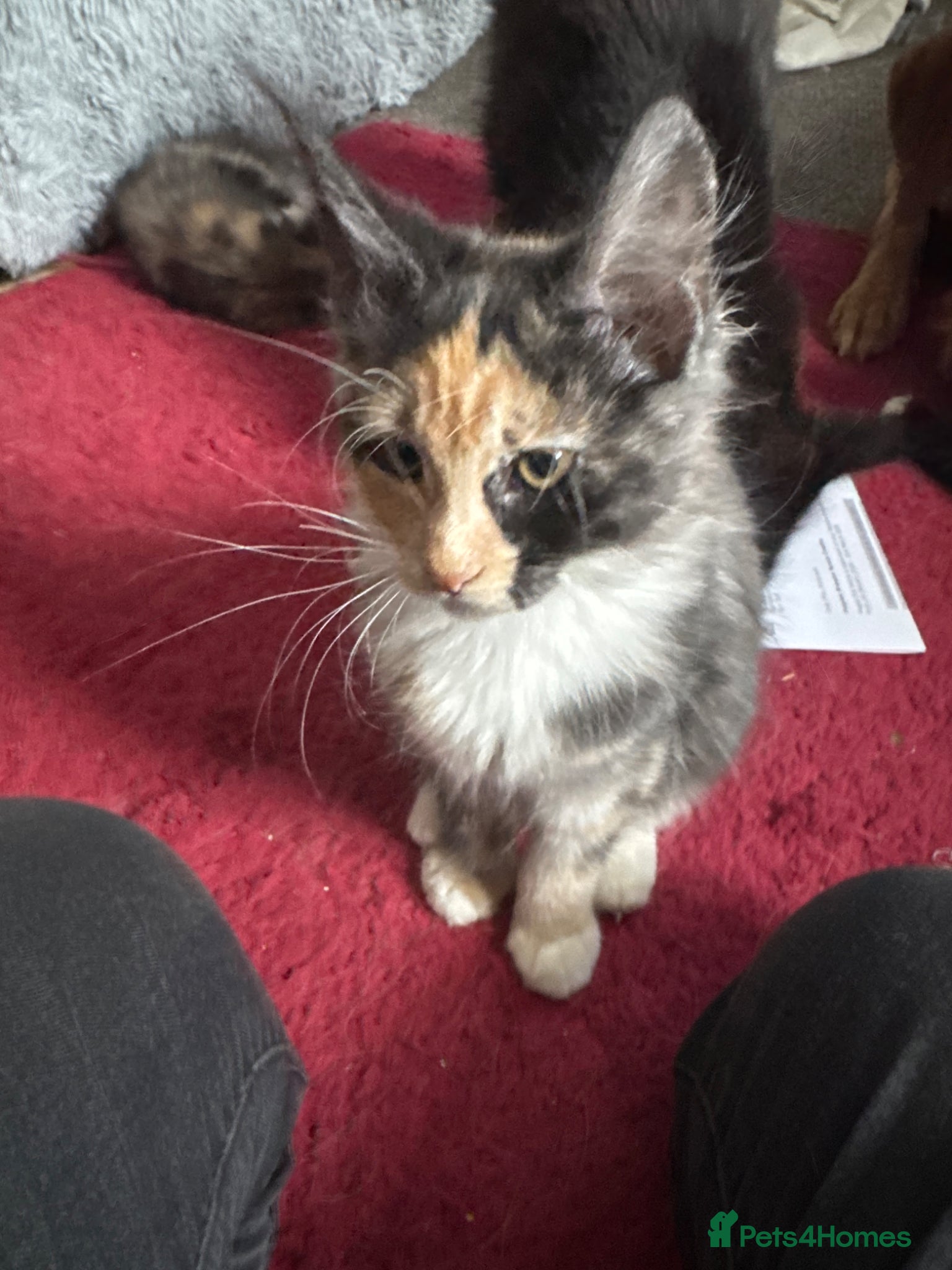 Maine Coon cats for sale: TICA MAINE COON BOY - £800.   - Advert 19