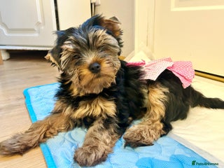 Yorkshire Terrier dogs Yorkshire Terrier Puppies (2 left) - Advert 2