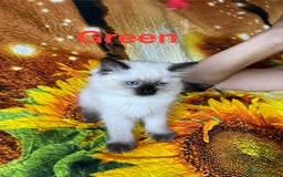 Ragdoll cats for sale: 🐈❤️5 Pure Ragdolls Waiting for Loving Family❗️❤️ - Image 10
