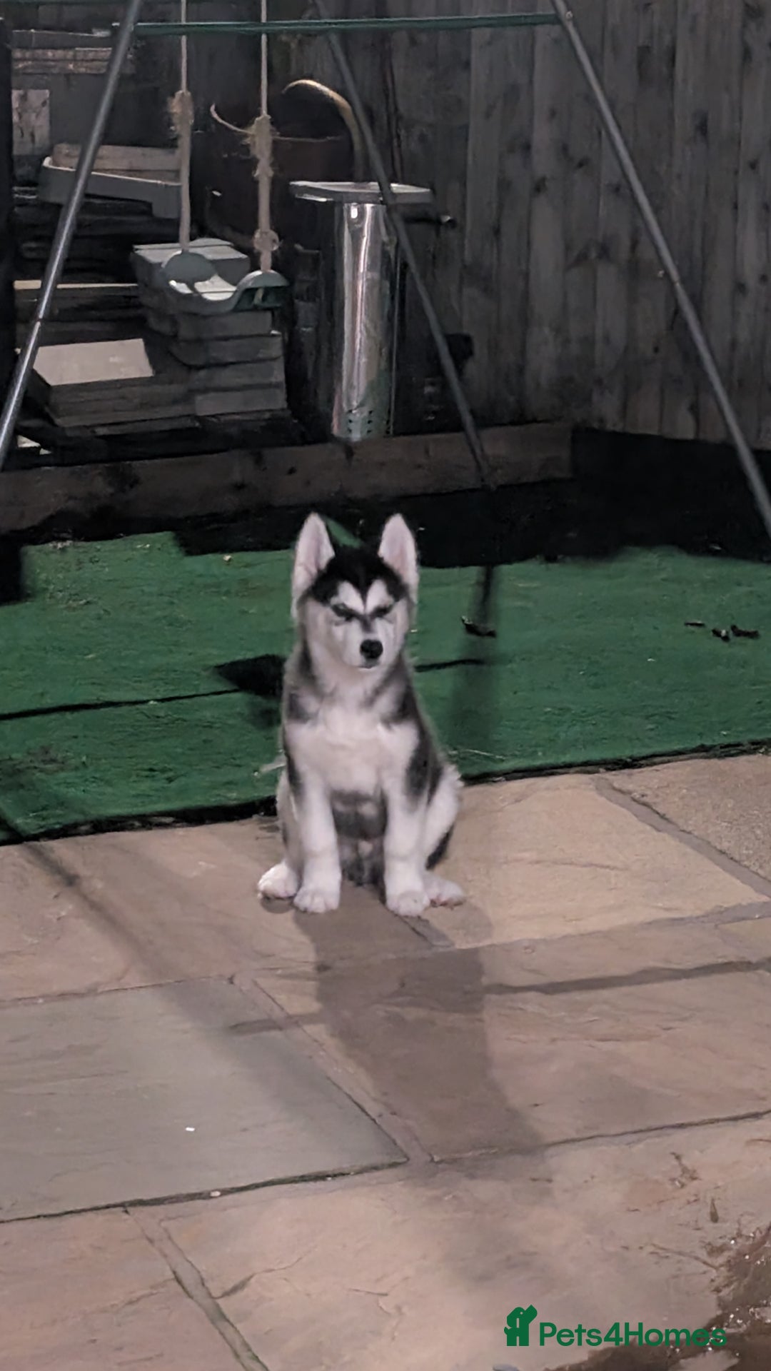 Siberian Husky dogs for stud: Olly - Husky Malamute - Image 3