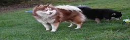 Pomsky dogs for sale: Stunning F3 Rare Chocolate Pomskies Health Tested - Advert 6