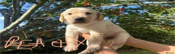 Goldador dogs for sale: Golden Retriever Labrador Puppies - Advert 14