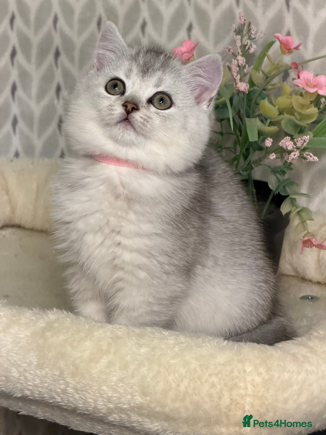 British Longhair cats for sale: British Longhair/Shorthair kittens TICA - Advert 15