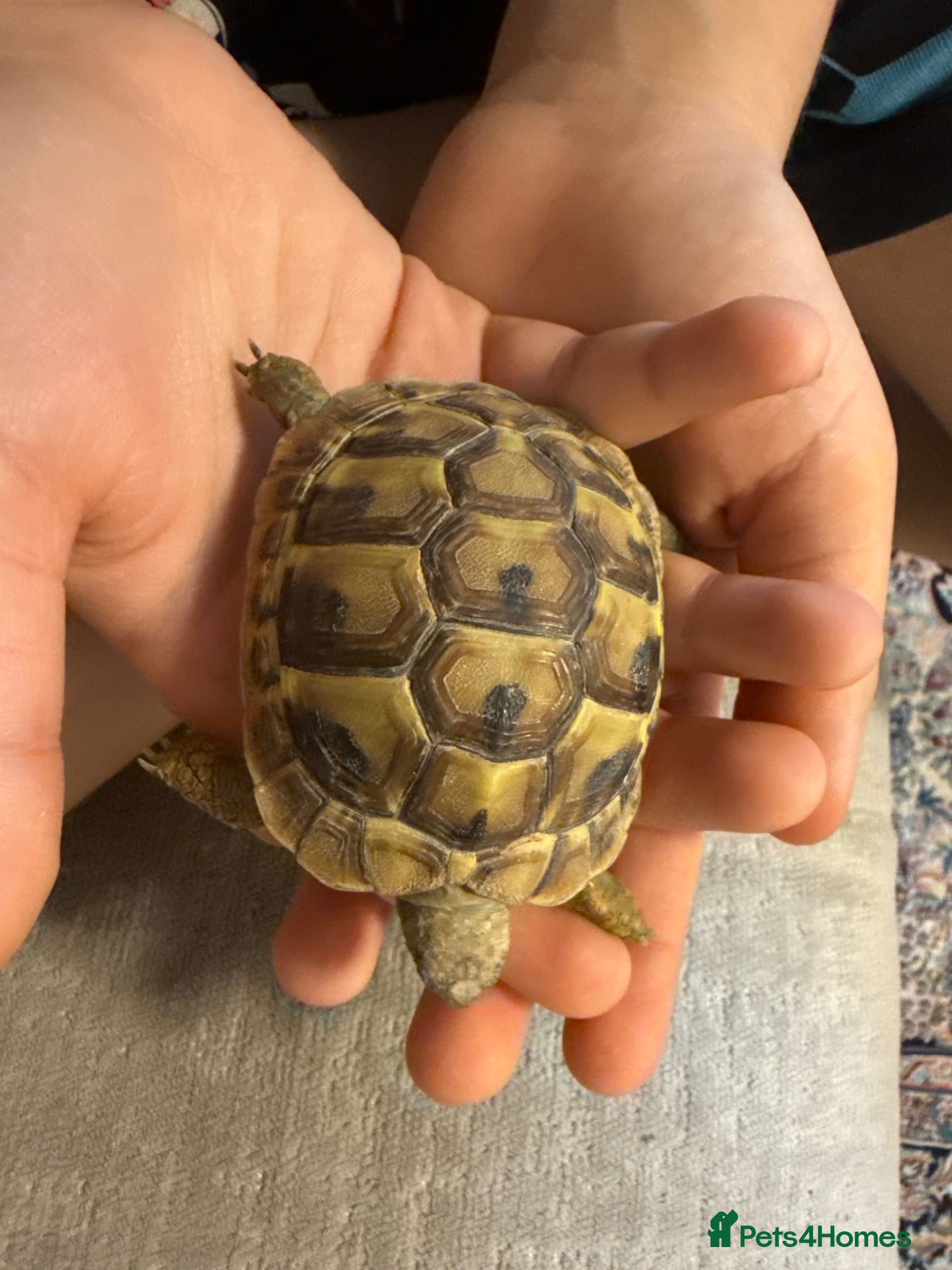 Tortoise reptiles Beloved tortoise looking for new loving home - Advert 12
