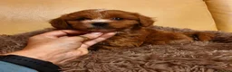 Cavapoo dogs for sale: Beautiful Red Cavapoo Miniature Puppies  - Advert 6