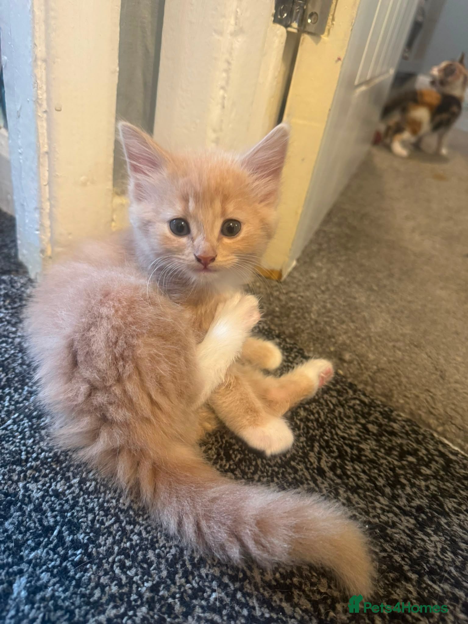 Mixed Breed cats Mixed half mainecoon kittens - Advert 15