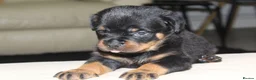 Rottweiler dogs for sale: Exceptional KC Pedigree Rottweilers - Advert 16