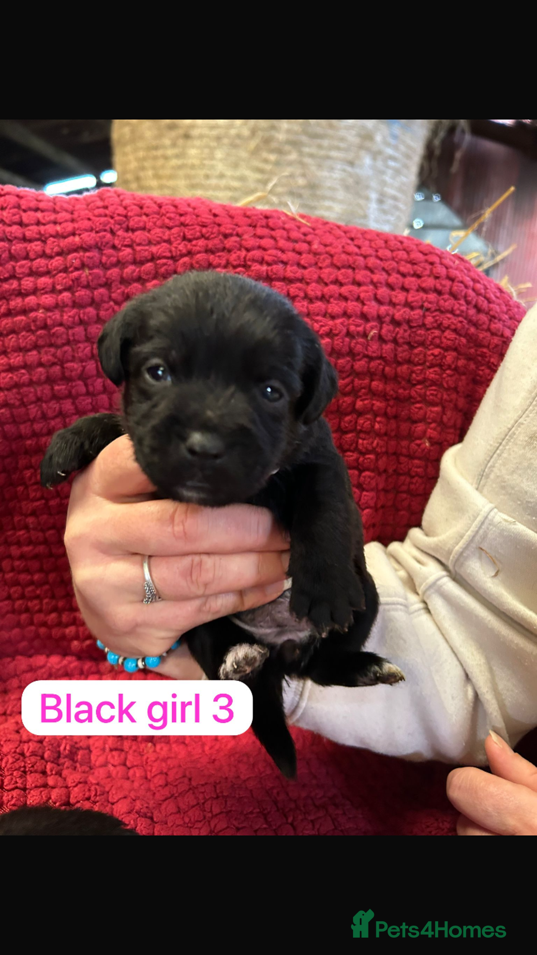 Patterdale Terrier dogs for sale: Quality Patterdale Terrier Puppies  - Advert 6