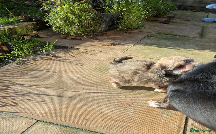 Chipoo dogs Non shed, health tested chipoos - Advert 3