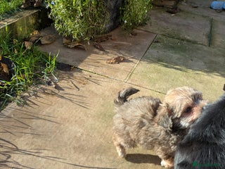 Chipoo dogs Non shed, health tested chipoos - Advert 5