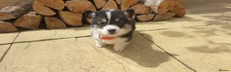 Welsh Corgi Pembroke dogs for sale: 8 Beautiful Kc Welsh Corgi puppies ready soon... - Advert 7