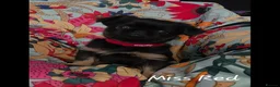Griffon Bruxellois dogs for sale: Stunning Griffon Bruxellois puppies KC registered - Advert 6