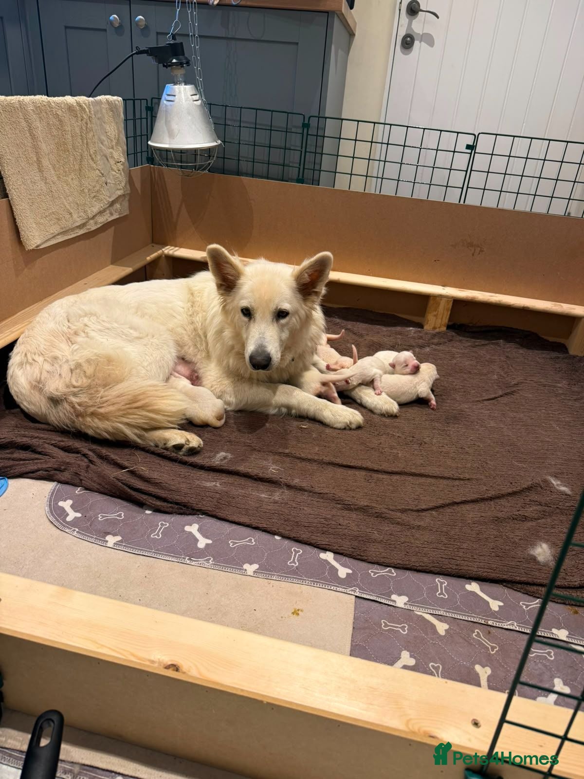 German Shepherd dogs Outstanding KC White long haired GSD pups  - Advert 2