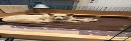 German Shepherd dogs for sale: Outstanding KC White long haired GSD pups  in Catterick Garrison - Advert 10