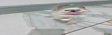 Ragdoll 1