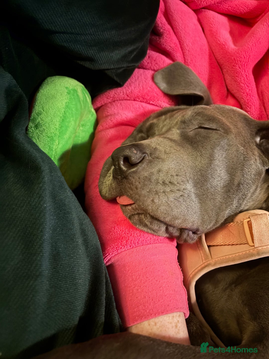 Cane Corso dogs for sale:  5-Month Cane Corso Puppy Looking for Forever Home - Advert 5