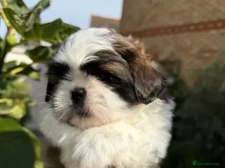 Shih Tzu dogs Due to unforeseen circumstances Pippas Available - Advert 5