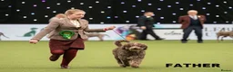 Spanish Water Dog dogs for sale: KC REGISTERED SPANISH WATER DOG PUPPIRS - Advert 2