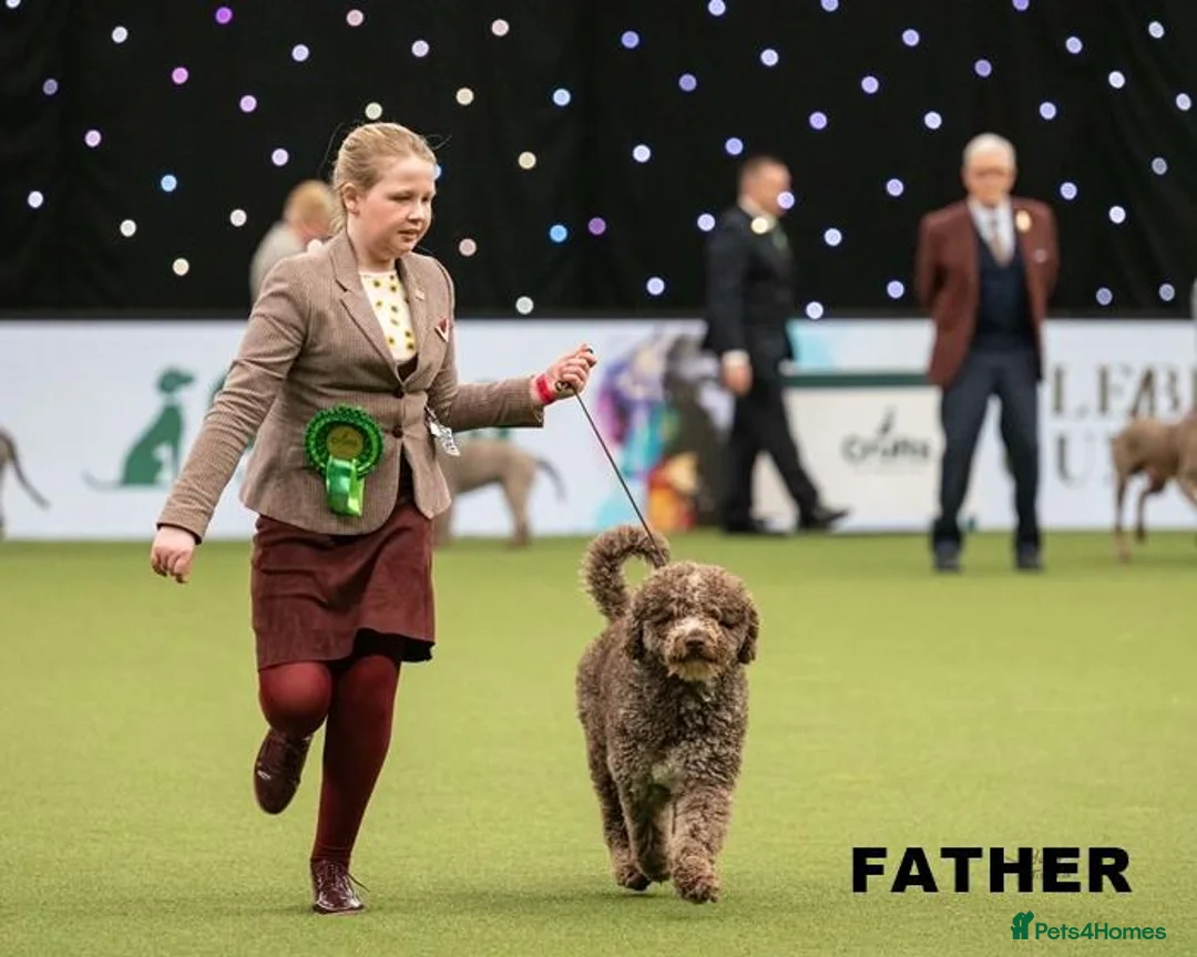 Spanish Water Dog dogs for sale: KC REGISTERED SPANISH WATER DOG PUPPIRS - Advert 2