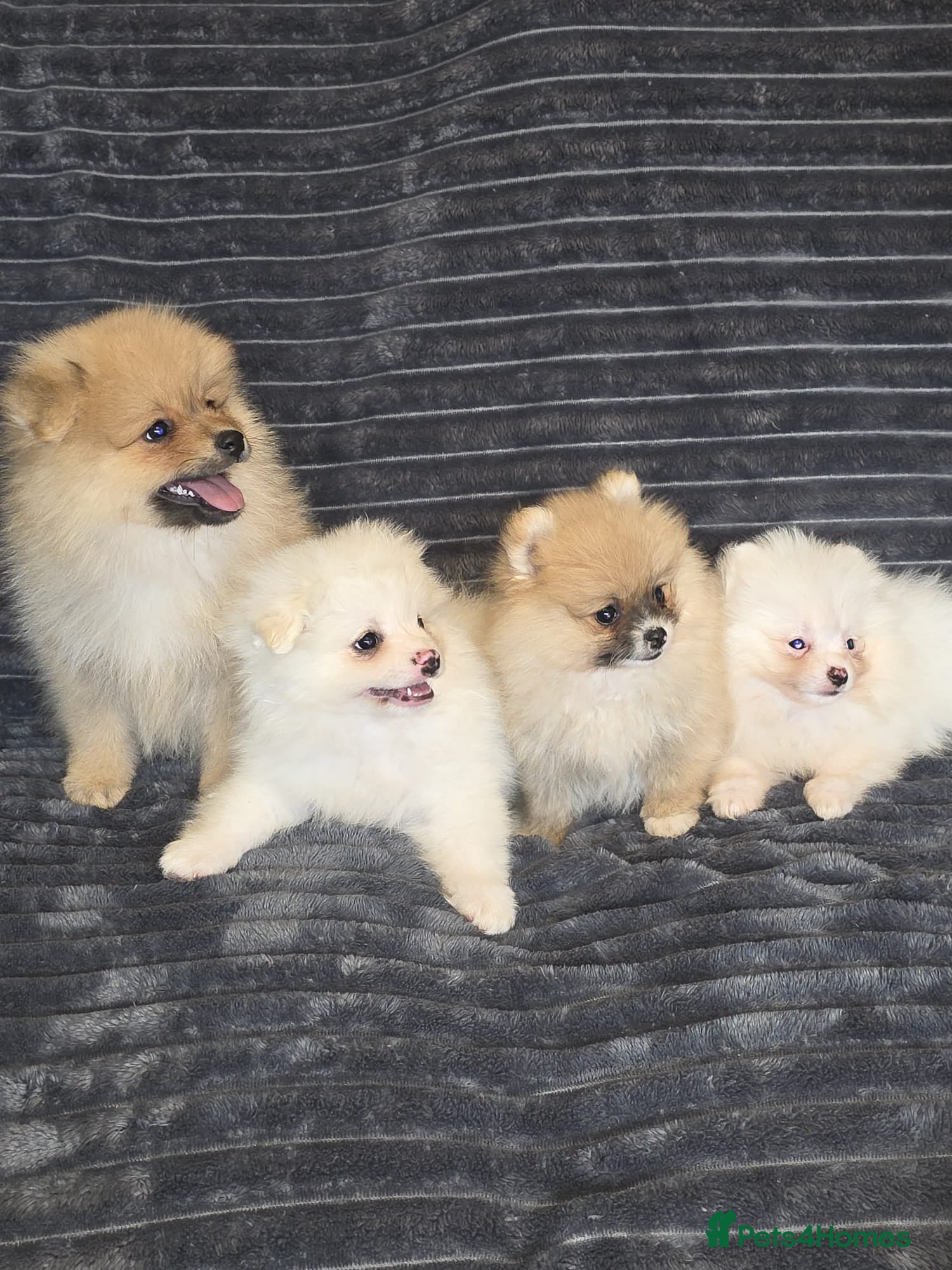 Pomeranian dogs Beautiful pomeranian  puppies ready to go - Advert 9