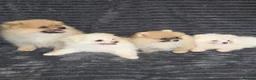 Pomeranian dogs for sale: Beautiful pomeranian  puppies ready to go - Advert 18