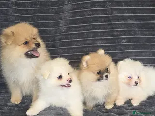 Pomeranian dogs Beautiful pomeranian puppies ready to go - Advert 9