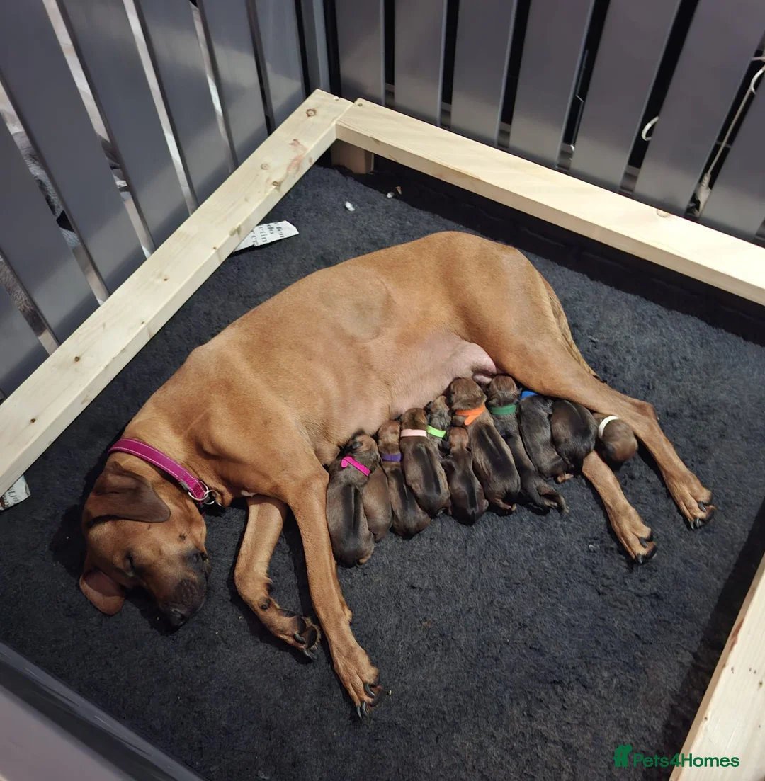 Rhodesian Ridgeback dogs for sale: KC Registered Rhodisian Ridgebacks  - Advert 2