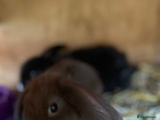 Mini Lop rabbits - Advert 27
