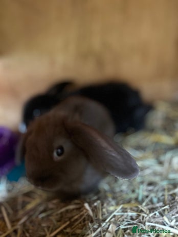 Mini Lop rabbits - Advert 10