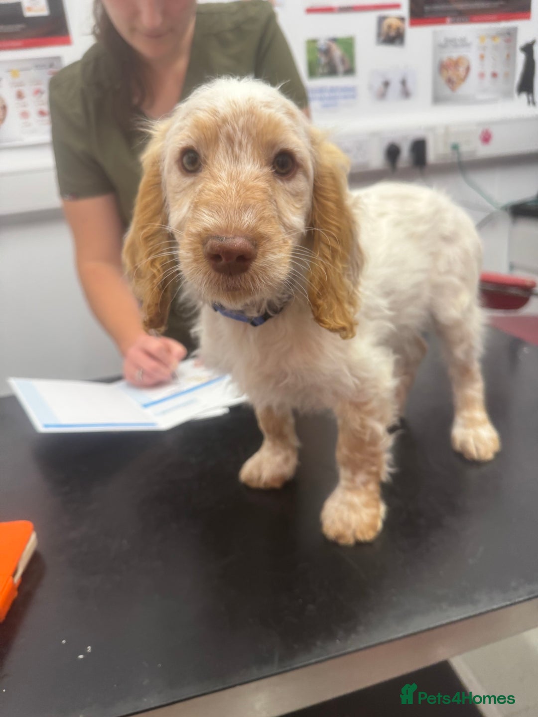 Cockapoo dogs for sale: 5🌟licensed breeder F1 Cockapoo's - Image 4