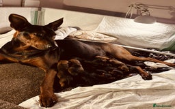Mixed Breed dogs for sale: Chineese red dog x chinese red dog x Dutch herder  - Image 7
