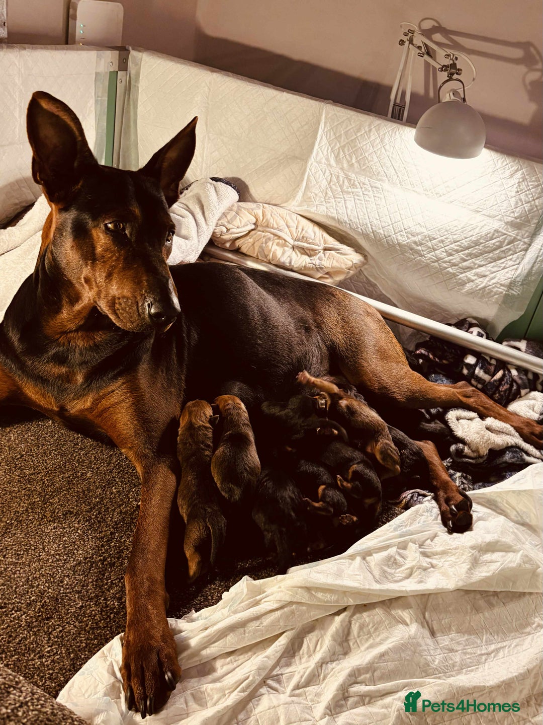 Mixed Breed dogs for sale: Chineese red dog x chinese red dog x Dutch herder  - Image 7