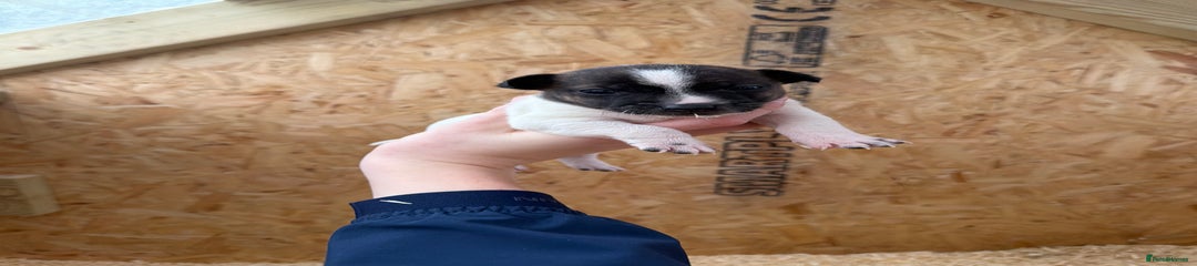 Jack Russell Puppy 1