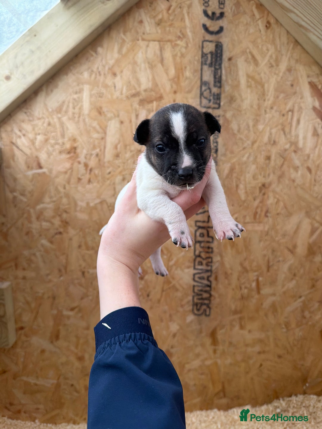 Jack Russell dogs for sale: Adorable Jack russel puppy’s for sale - Advert 1