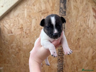 Jack Russell dogs for sale: Adorable Jack russel puppy’s for sale - Advert 1
