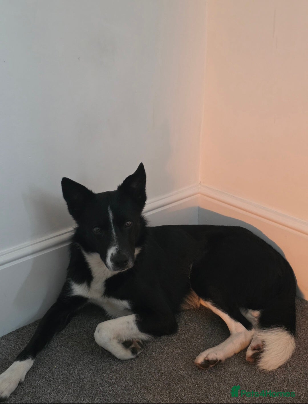 Border Collie dogs for sale: 3 year old Border Collie  - Advert 3